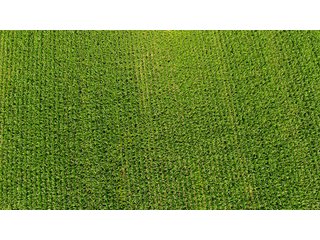 Property photo 8 - LAND AUCTION - 209.2+/- ACRES OFFERED IN 4 TRACTS IN NEWTON COUNTY, INDIANA